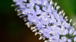 Veronica Longifolia