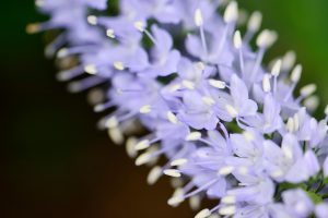 Veronica Longifolia