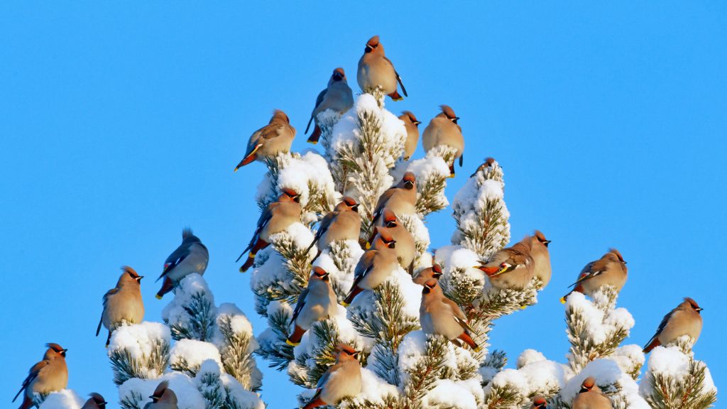 Waxwing Flock