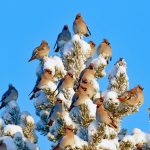 Waxwing Flock