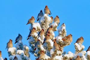 Waxwing Flock