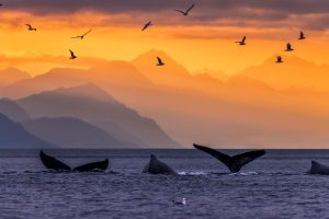 Whale Pod