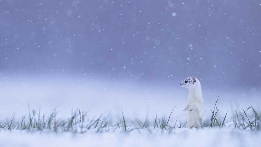 White Ermine Jura