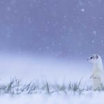 White Ermine Jura