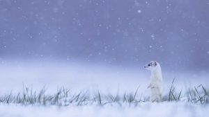 White Ermine Jura