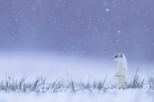 White Ermine Jura