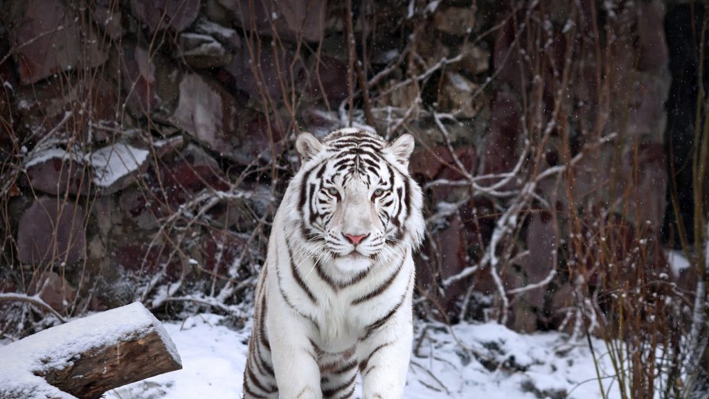 White Tiger