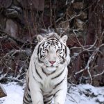 White Tiger