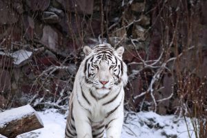 White Tiger