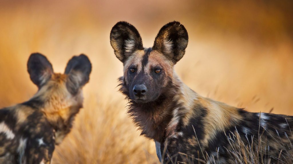 Wild Dog – Bing Wallpaper Download