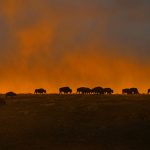 Wind Cave Bison