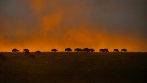 Wind Cave Bison