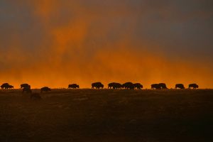 Wind Cave Bison