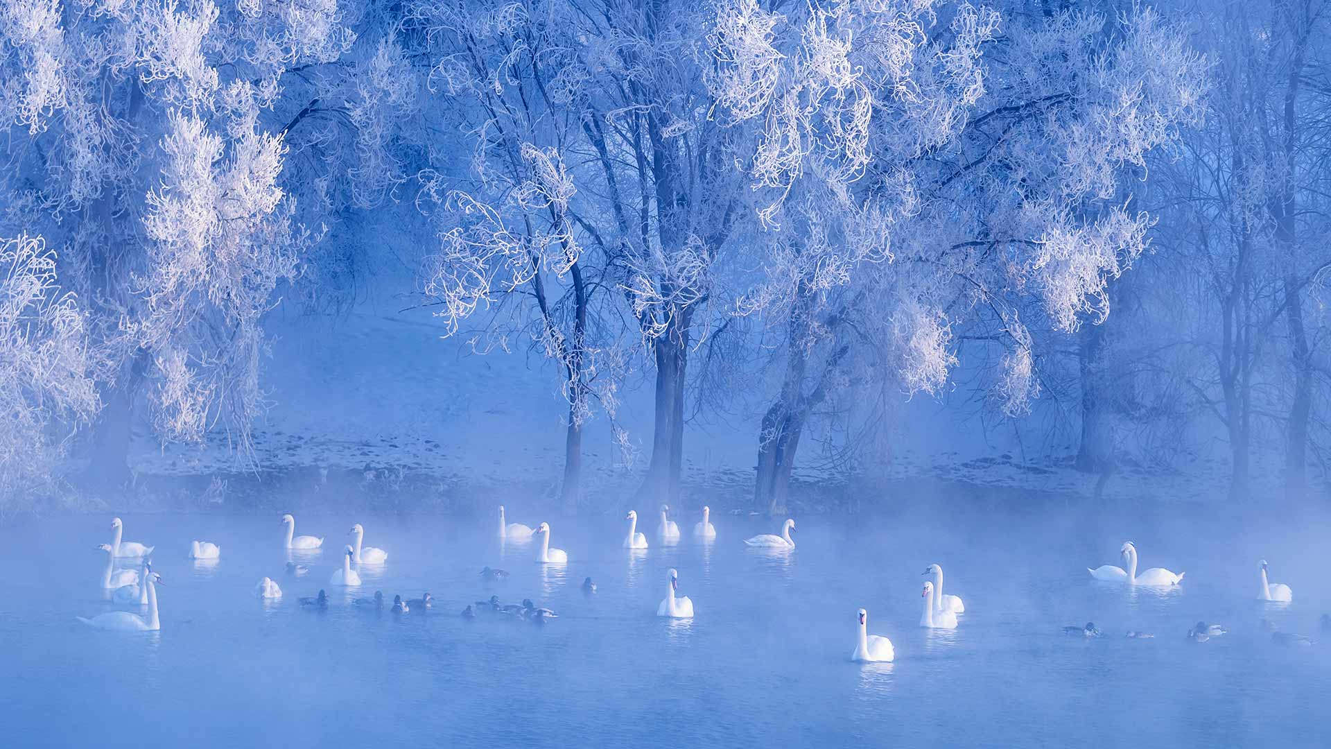 Winter Solstice Bing Wallpaper Download