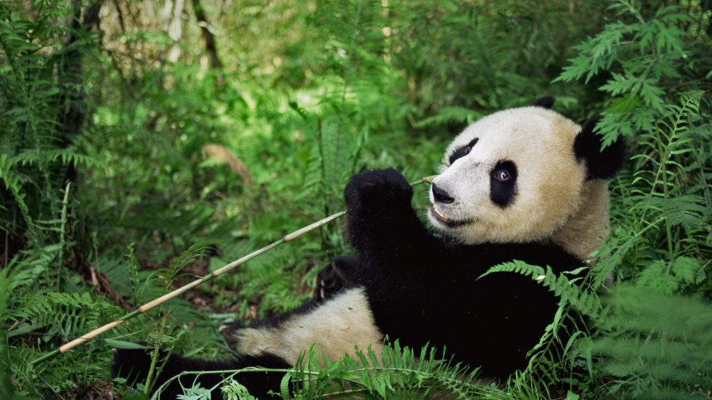 Wolong Panda