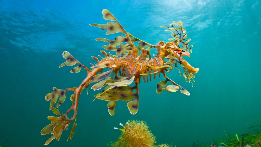 Wool Bay Seadragon