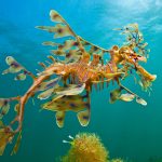 Wool Bay Seadragon