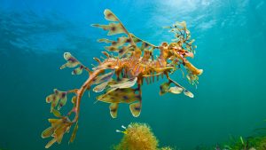 Wool Bay Seadragon