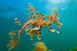 Wool Bay Seadragon