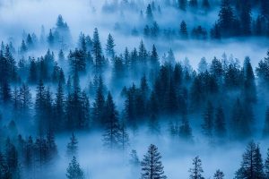 Yosemite Fog