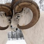 Yukon Sheep