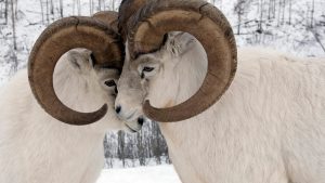 Yukon Sheep