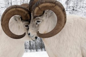 Yukon Sheep