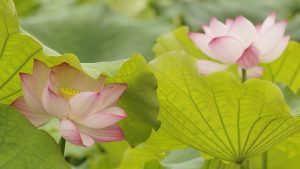 Summer Solstice Lotus