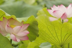 lotus