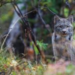 Alaska Lynx