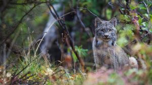 Alaska Lynx