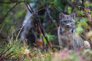 Alaska Lynx