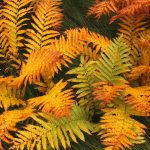 Autumn Frond