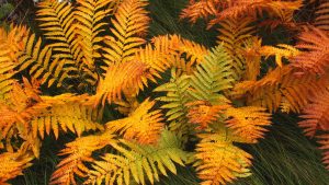 Autumn Frond