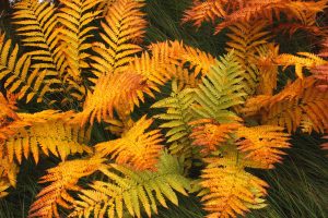 Autumn Frond