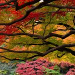 Autumnleaves Tokyo