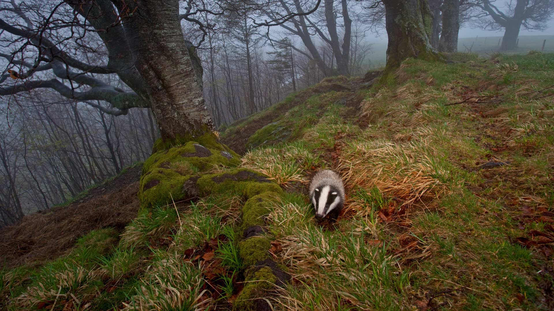 BF Badger – Bing Wallpaper Download