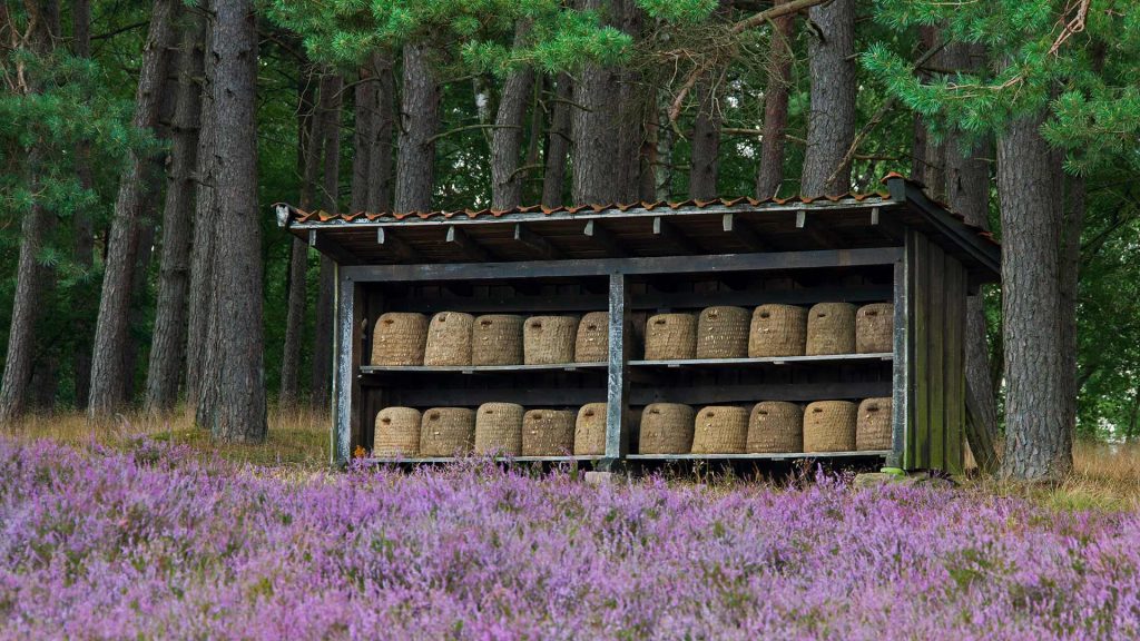 Bienen Lueneburg