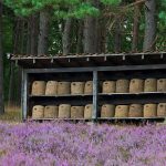 Bienen Lueneburg