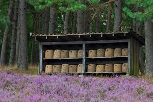 Bienen Lueneburg