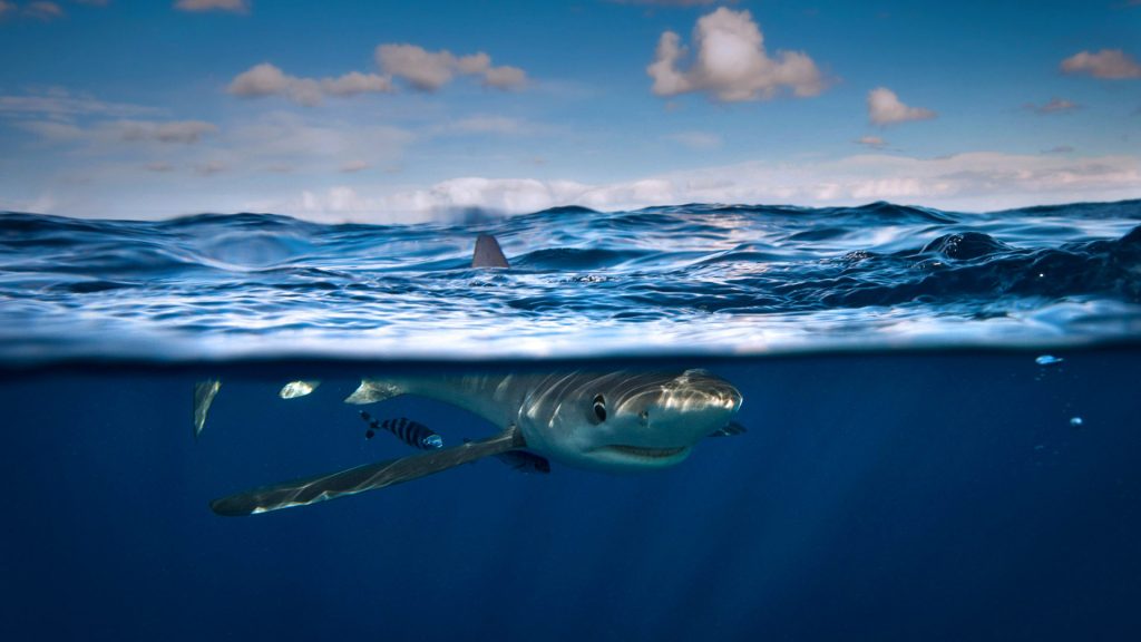 Blue Shark – Bing Wallpaper Download