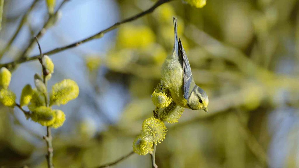 Blue Tit Vosges