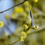 Blue Tit Vosges