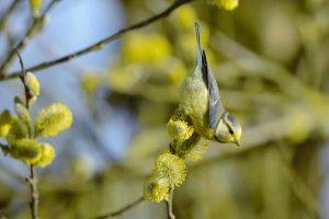 Blue Tit Vosges