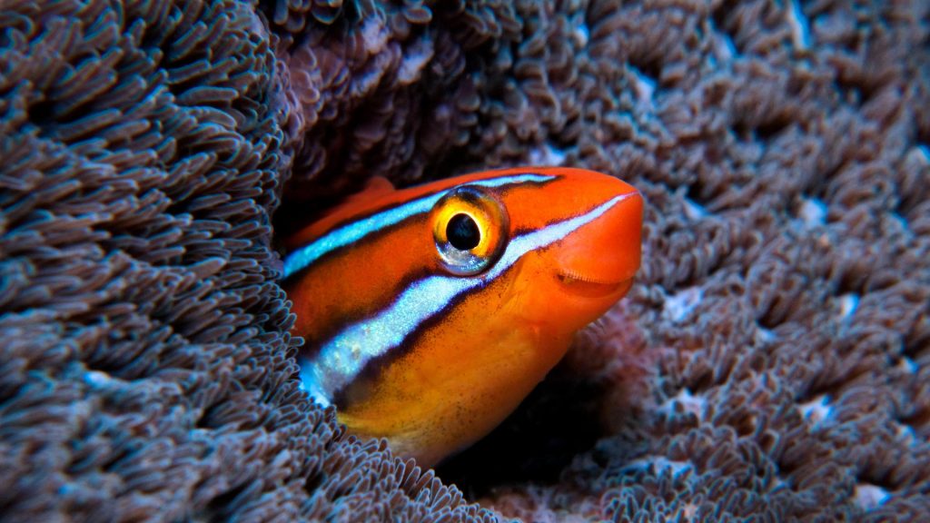 Bluestriped Fangblenny