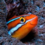 Bluestriped Fangblenny