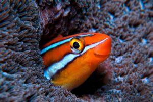 Bluestriped Fangblenny