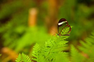 Butterfly World