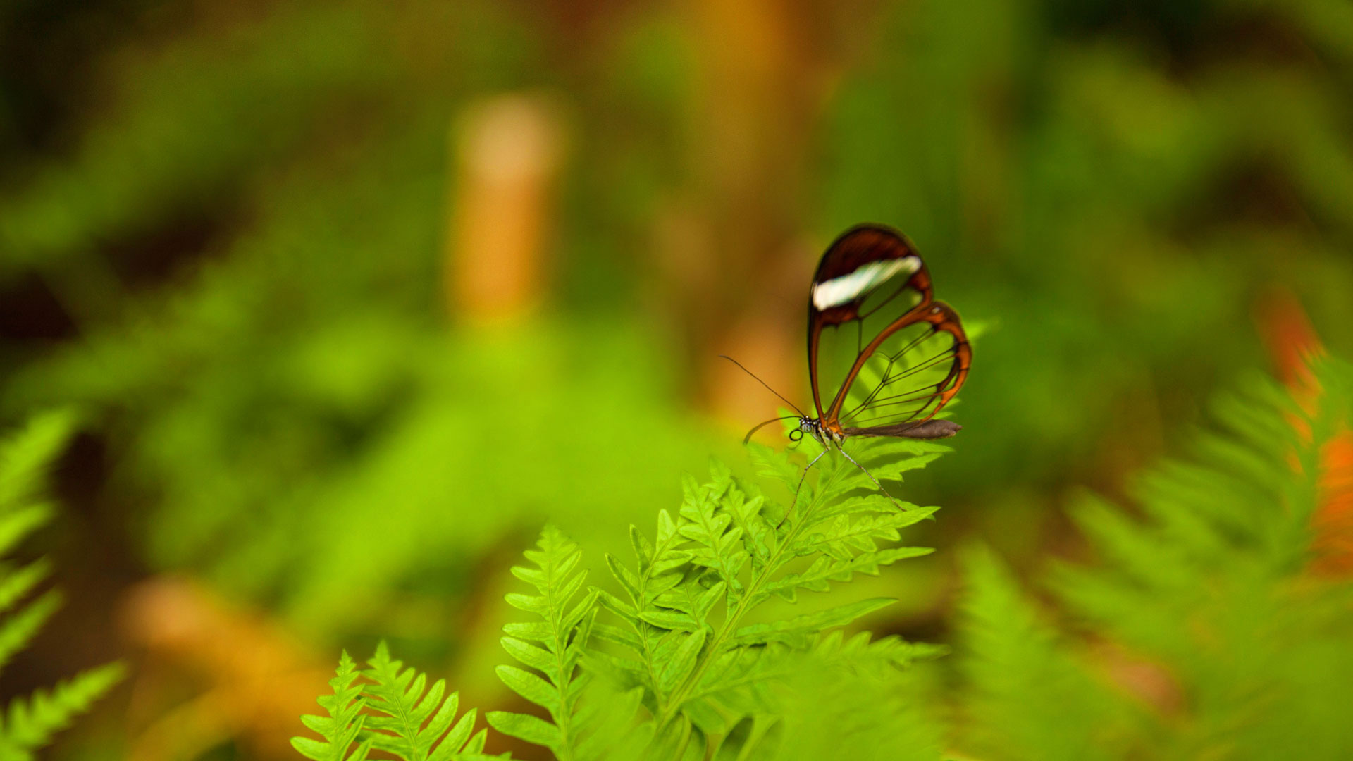 Butterfly World Bing Wallpaper Download