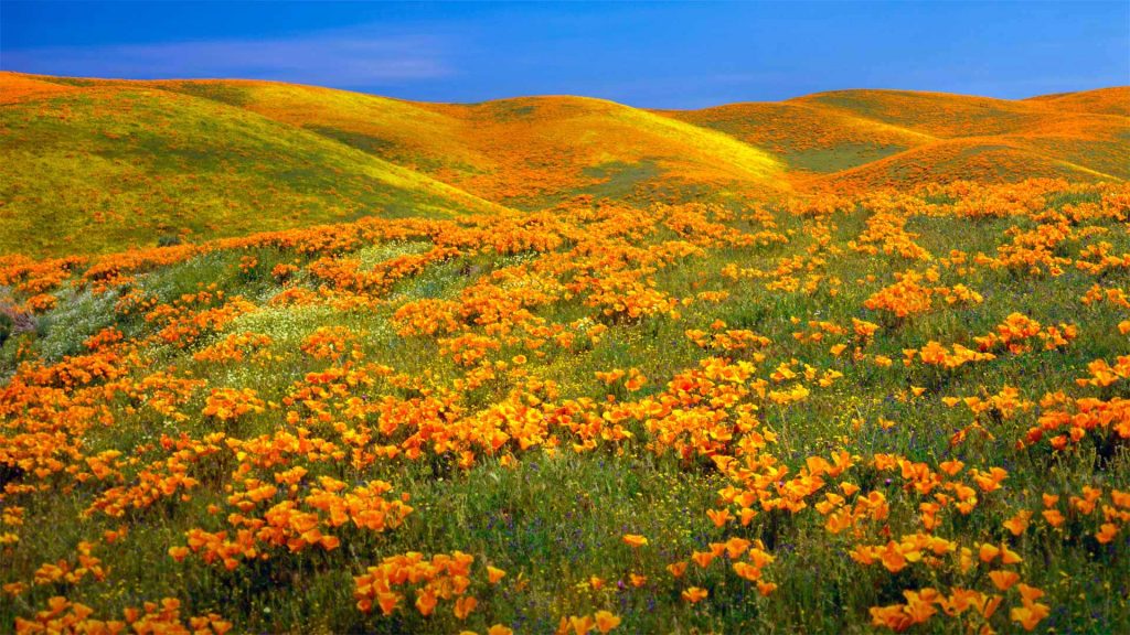 California Poppies – Bing Wallpaper Download